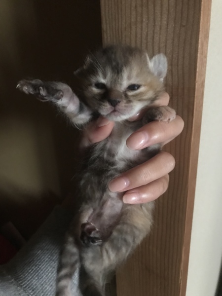 こにゃんこちゃん 千葉県 猫の里親募集 7450 ペットのおうち 月間利用者150万人 こにゃんこちゃん 千葉県 猫の里親募集 7450 ペットのおうち 月間利用者150万人