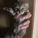 こにゃんこちゃん