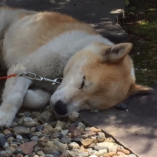 １０歳でも元気な福ちゃん