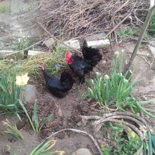 雄の黒チャボの里親募集です 栃木県 鳥の里親募集 7471 ペットのおうち 月間利用者150万人