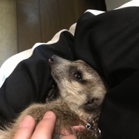 モカ