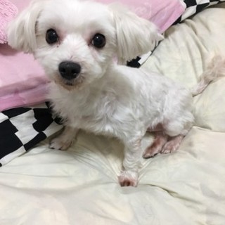 マルチーズのりりちゃん