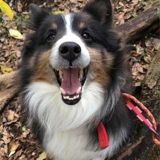 ありがとうございました！元気なシェルティ