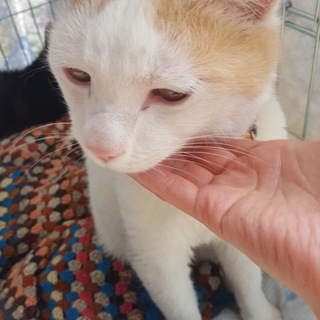 助けてください！人懐っこくて可愛いオス猫です。