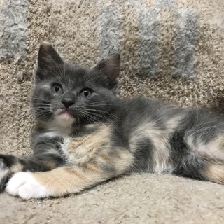 里親さん募集 メインクーンとアメショーとの混血