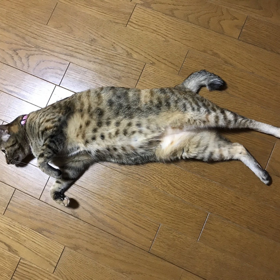 クッキーのカバー写真