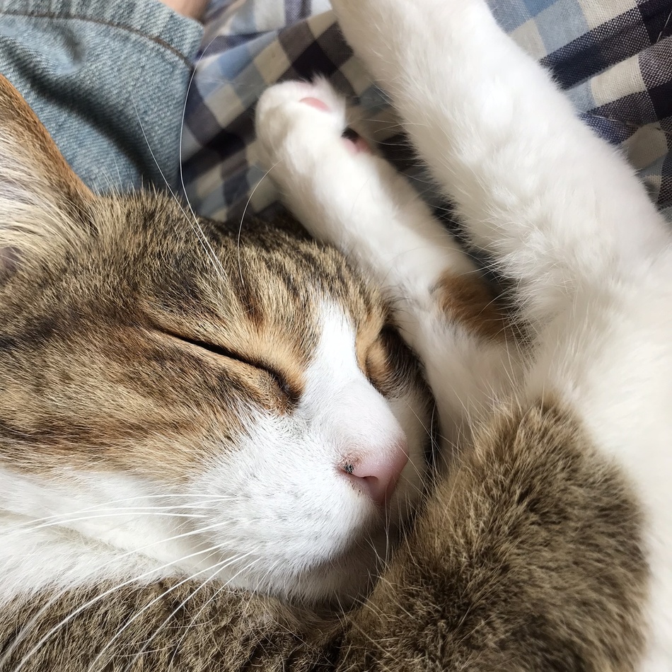 マロンのカバー写真