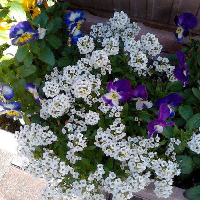 J・Jのカバー写真