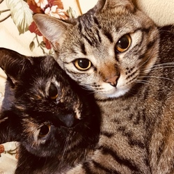 「くっつく」サムネイル2