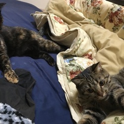 「くっつく」サムネイル3