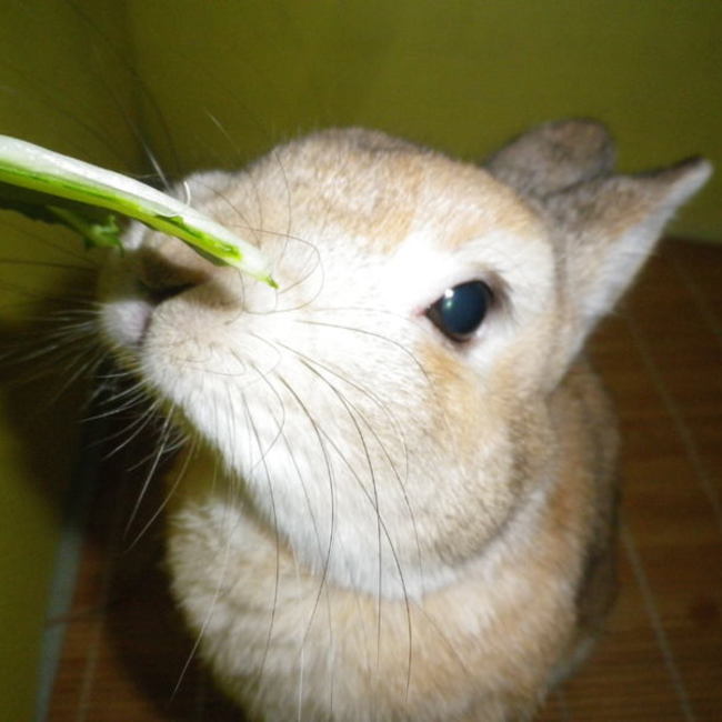 プレーリーのカバー写真