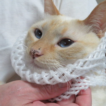 コタロウ、今年の夏の襞襟コレクション　No.2