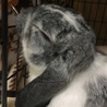 頭のいいロップイヤー サムネイル3