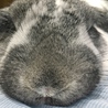 頭のいいロップイヤー サムネイル7