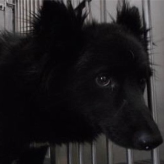 動物愛護団体様が引き出して下さいました。