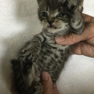 管理番号：OS−591