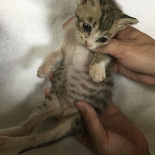 管理番号：OS−592