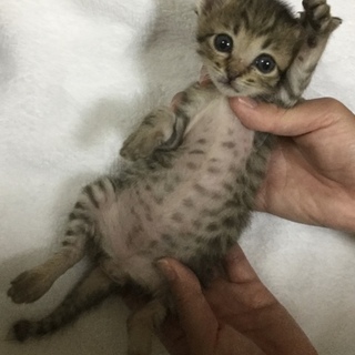 管理番号：OS−593