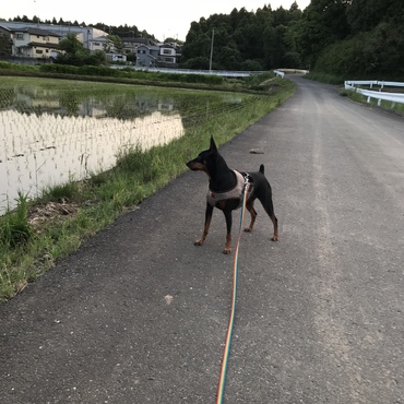 夕方の散歩