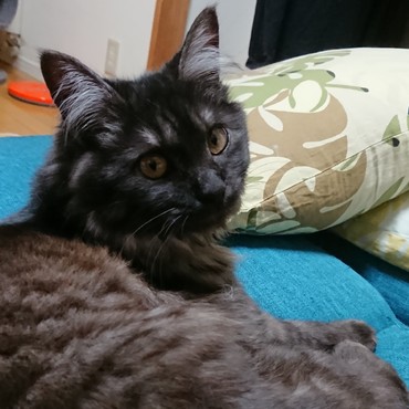 シャルンの写真