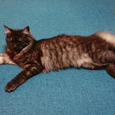 シャルンの写真