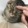 そこ、私の枕の上なんだけど…もふもふもふもふ♪