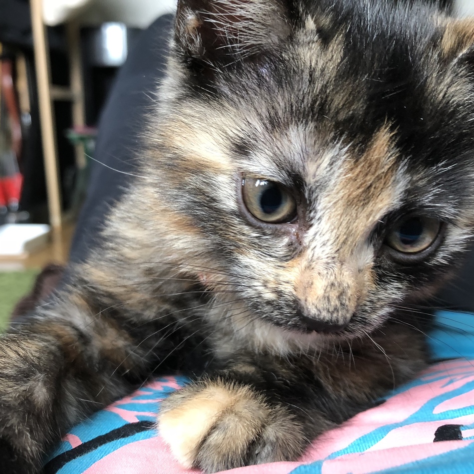 おぬしちゃんのカバー写真