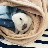 チロ