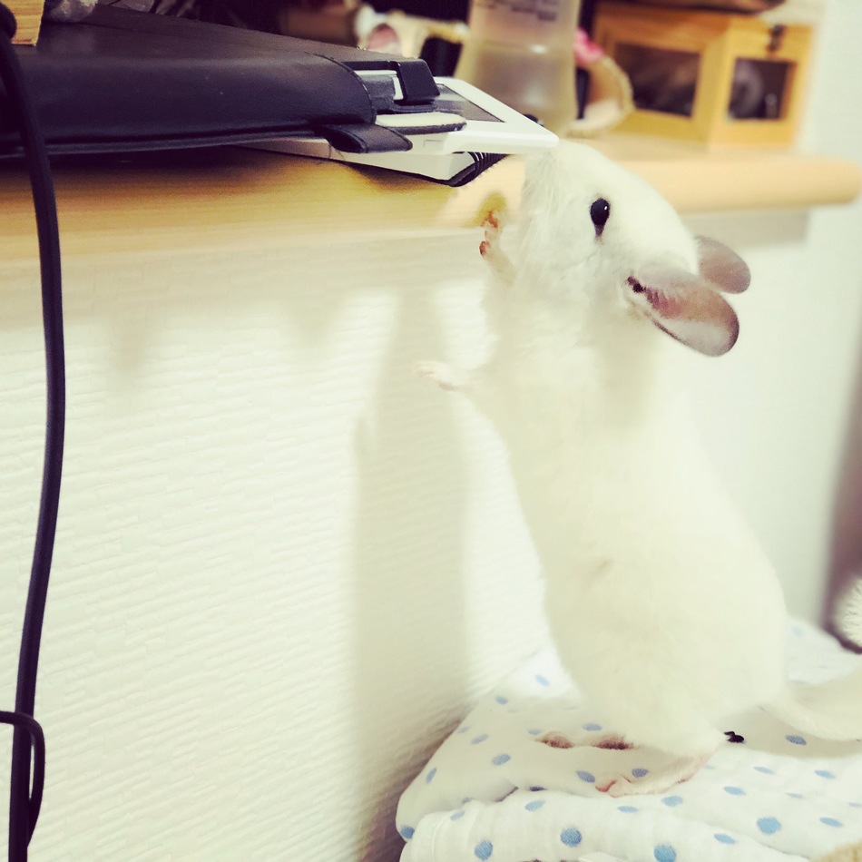 チロのカバー写真