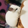 超可愛い