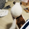 の写真