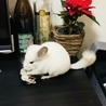 の写真