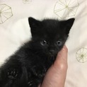 里親さんを探しています！