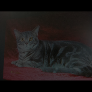 アメショー4歳雄