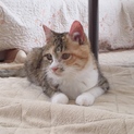 迷い猫だった生後約4ヶ月の女の子です