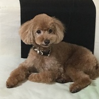 ちょこ