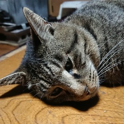 保護団体を探しています。
