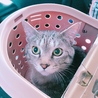 ちくわ 雄の３歳