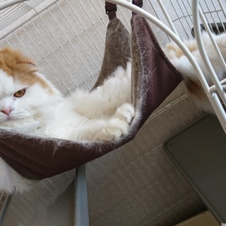 スコティッシュの男の子