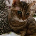 とても素直で可愛いメス猫です