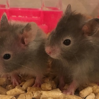 ハムスターの男の子2匹里親募集♡