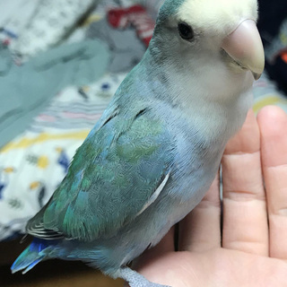 コザクラインコの里親を募集します。