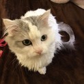 【急募！】マンチカンの男の子を大事にしてくれる方