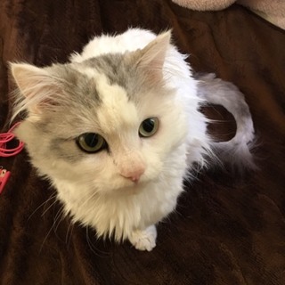 【急募！】マンチカンの男の子を大事にしてくれる方