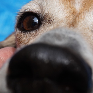 ビーグル×Ｍダックス？の女の子・可愛い ベルです！