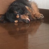 ここ