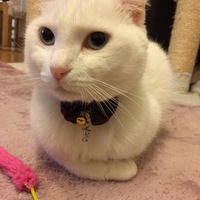 フウ