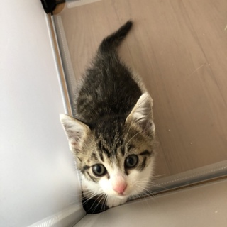 1ヶ月半のキジ白さん