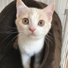 ちょこ