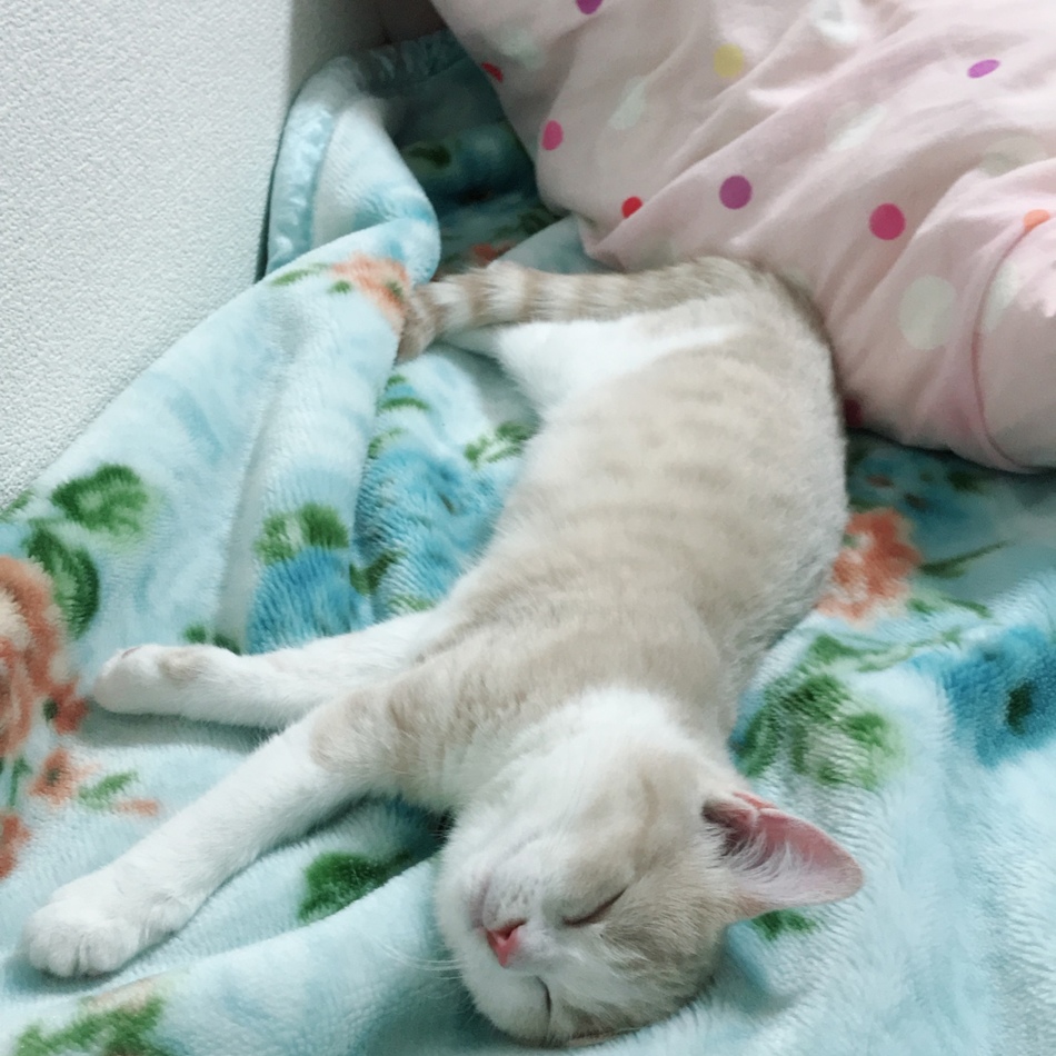 ちょこのカバー写真